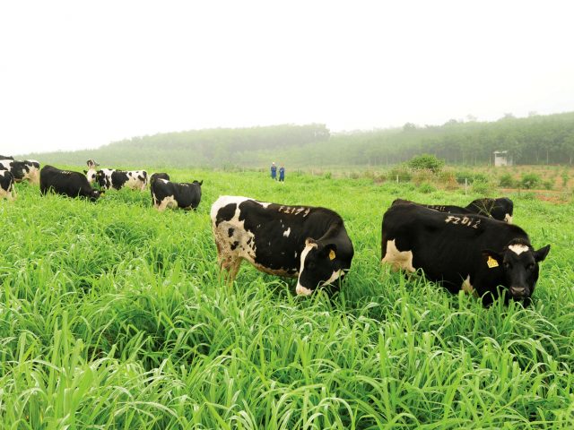 Sữa tươi nguyên kem của Úc tốt nhất hiện nay 2 Đàn bò hữu cơ được chăn thả theo phương pháp rất đặc biệt