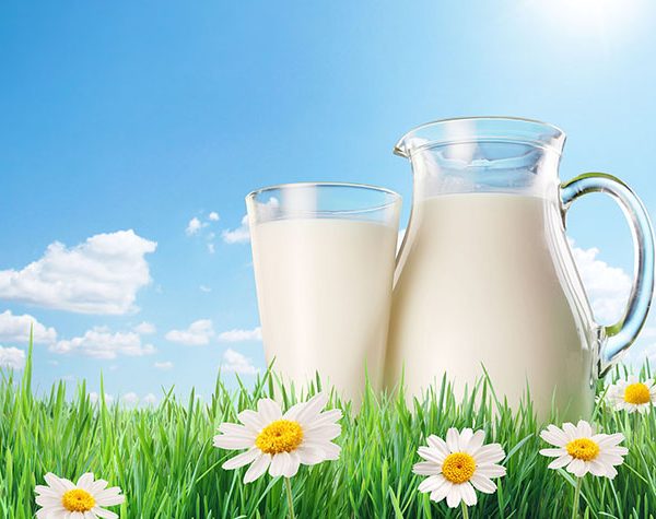 Bé trên 12 tháng tuổi đã có thể uống được sữa tươi Úc